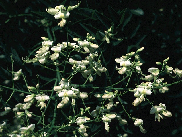 Sophora japonica (Japanese Pagoda Tree) Seed Description