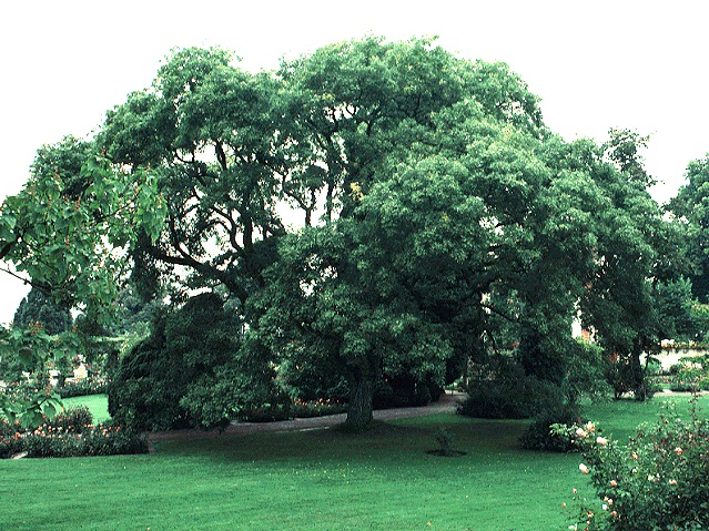 Sophora japonica (Japanese Pagoda Tree) Seed Description