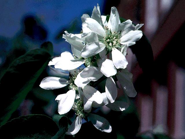 Amelanchier alnifolia c.s. (Saskatoon Serviceberry) Seed Description