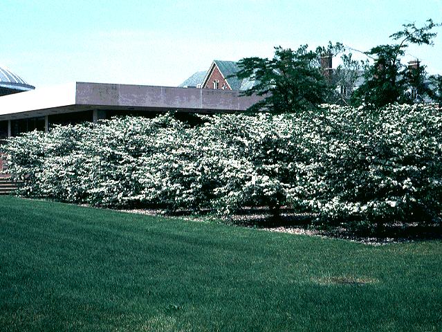 Crataegus Crusgalli Thorny Cockspur Hawthorn Seed Description