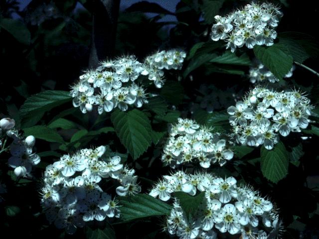 Crataegus punctata Dotted White Hawthorn Tree Seeds 15 Seeds
