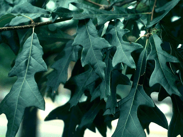 Quercus lyrata (Overcup Oak) Seed Description